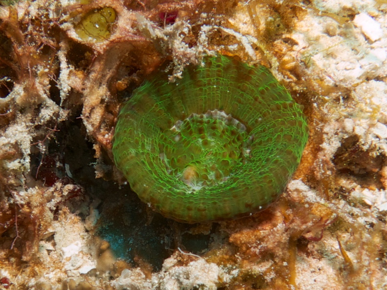 Solitary Disk  Coral IMG_4423.jpg
